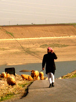 Sheep herder at Apamea