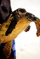Solomon Islands turtle.