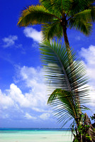 Papatura palm tree.