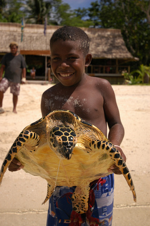 Turtle release Papatura