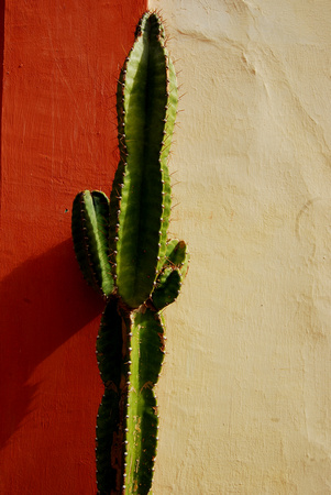 San Cristobal cactus