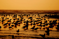 Cannon Beach seagulls