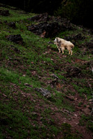 Montana mountain goat