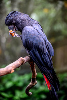 Black cockatoo