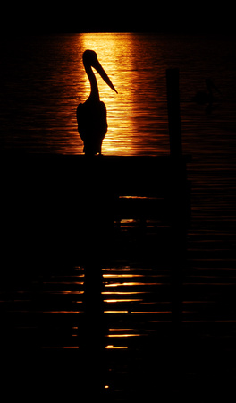Pelican in the Wallace Lakes sunset