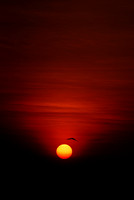 Lone bird sunset Varkala