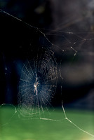 Gunlom spider web