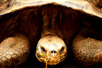 Galapagos turtle.