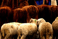 Animal section of Otavalo market.