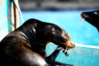 Cheaky seal, Galapagos Islands