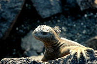 Galapagos Islands marine iguana.