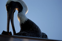 Galapagos pelican