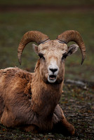 Bighorn sheep Jasper
