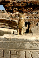 Irreverant cat at Ephesus