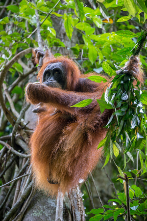 Bukit Lawang