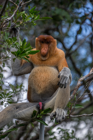 Proboscis monkey