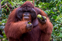 Kalimantan/Sumatra orangutangs