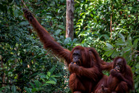 Kalimantan/Sumatra orangutangs