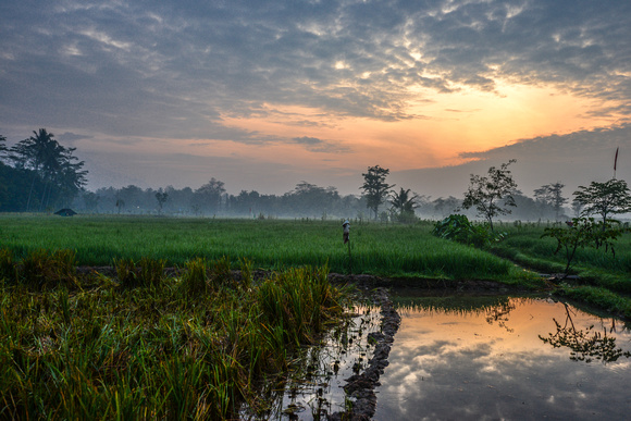 Borobudur rice paddies
