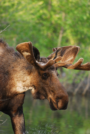 Moose Grand Tetons