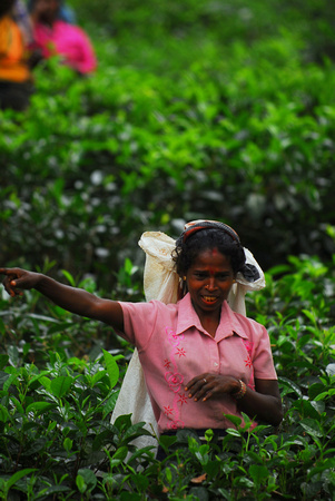Nuwera Eliya tea plantation
