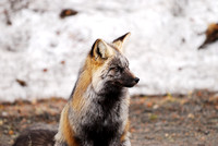 Arctic fox, Mt Ranier NP Washington