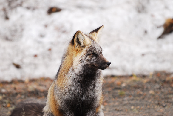 Arctic fox, Mt Ranier NP Washington