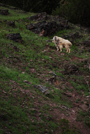 Montana mountain goat