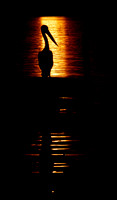 Pelican in the Wallace Lakes sunset