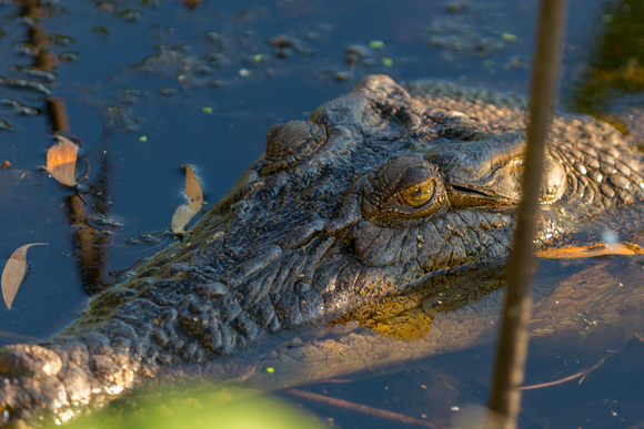 Corroboree Billabong croc