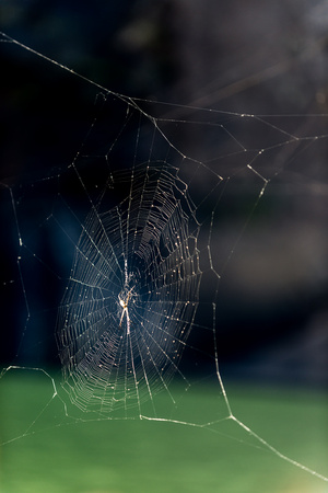 Gunlom spider web