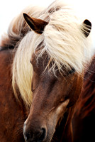 Icelandic wild horse