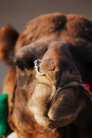 Shiraz camel