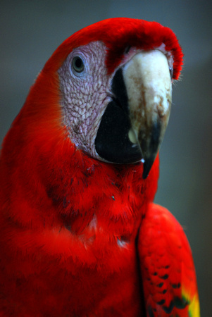 Scarlet macaw Copan Honduras