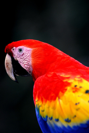 Scarlet macaw Copan