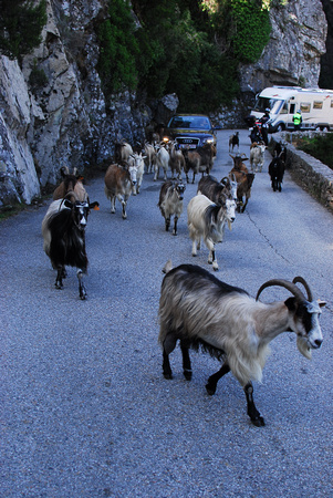 Mountain road where livestock get right of way