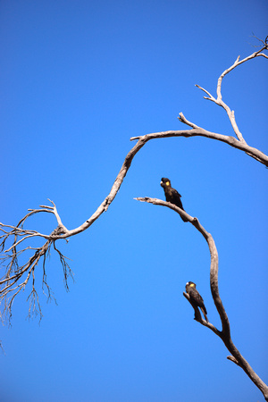 Black cockatoos