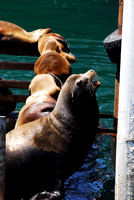 Monterey seals