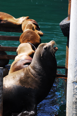 Monterey seals