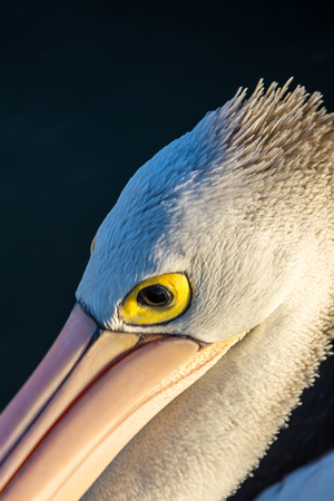 Yamba Pelican