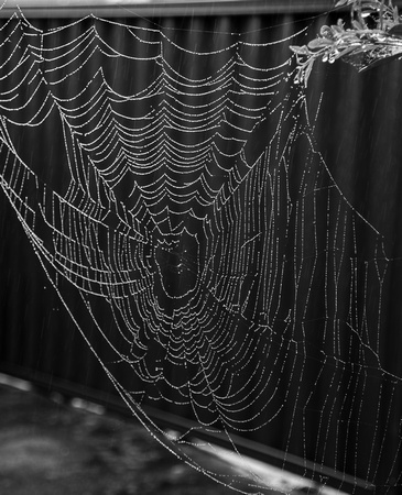 Spider in the web