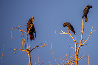 Black cockatoos Menindee