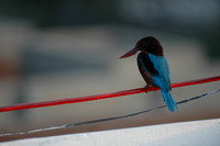 Pushkar kingfisher