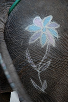 Udaipur elephant bum