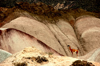 Guanaco in the Valley of the Moon.