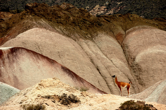 Guanaco in the Valley of the Moon.